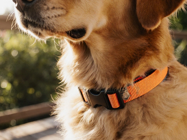 How Often Should You Replace Your Dog's Collar? Expert Guide to Collar Lifespan